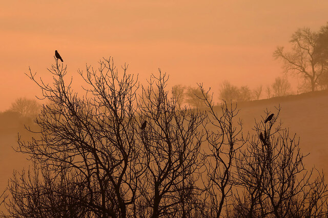 Early morning crows