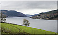 Field with lone tree at Shenlarich