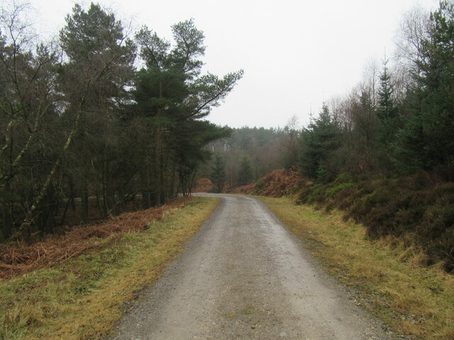 Track in Boltby Forest
