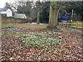 Snowdrops next to drive of Wolverley House, Wolverley