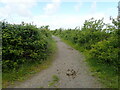 Welsh Coast Path at Salthouse Point