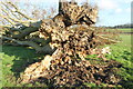 Big Cowden field, Cholderton, fallen tree