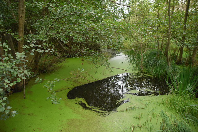 Eutrophic ditch © N Chadwick :: Geograph Britain and Ireland