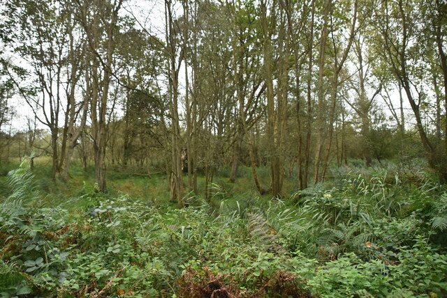 Marsh, Dunwich Forest © N Chadwick :: Geograph Britain and Ireland