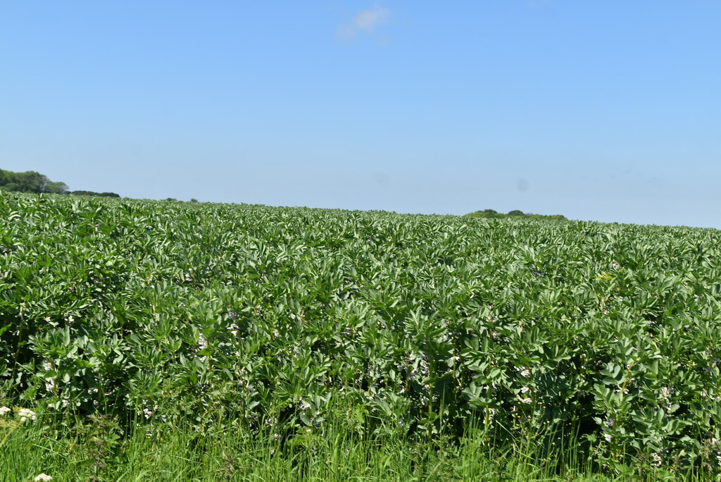 Field of legumes © N Chadwick :: Geograph Britain and Ireland