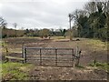 Between river and canal, a field with horses