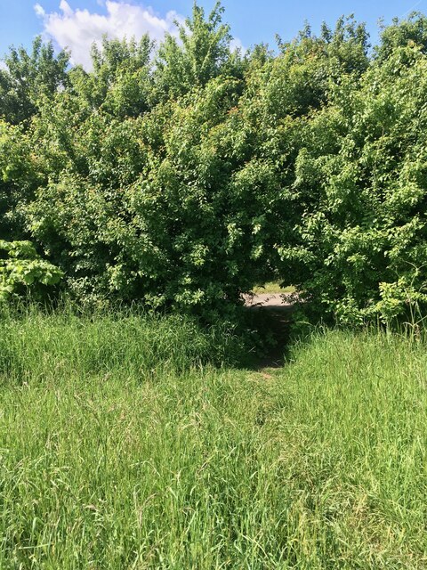 Hedgerow tunnel at footpath intersection