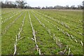 A field at Kempsey