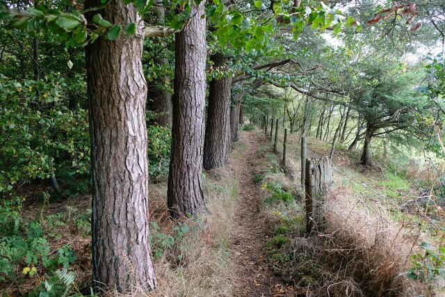 Along the edge of the woods on Offa's Dyke Path