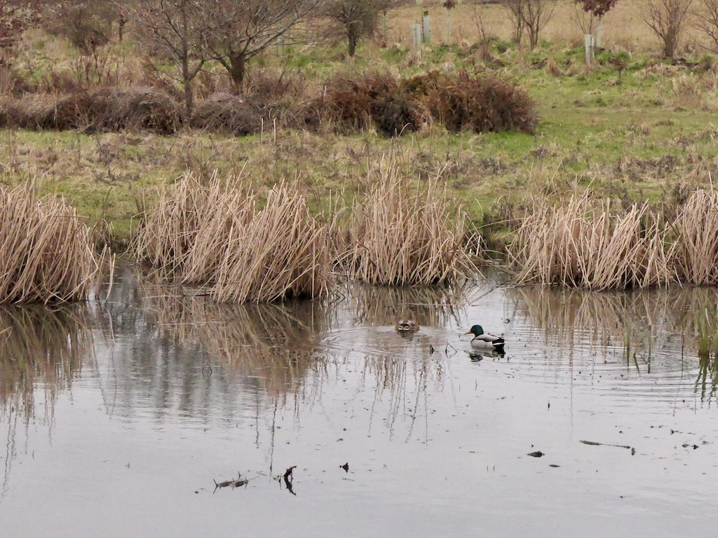 Duck and drake, Cammo © Richard Webb cc-by-sa/2.0 :: Geograph Britain ...