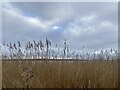 Winter grasses