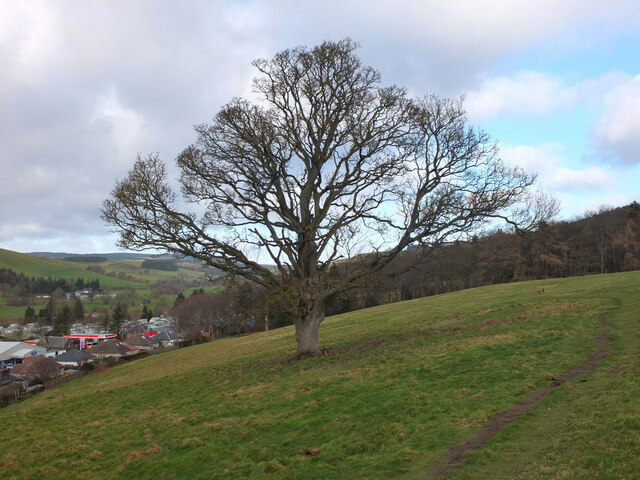 isolated-tree-ven-law-jim-barton-cc-by-sa-2-0-geograph-britain