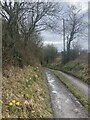 Daffodil-lined track to Gledwyn