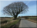 Hedgerow tree, Roman Road