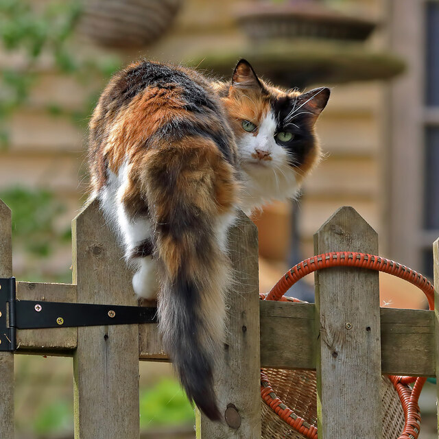 A Selkirk cat