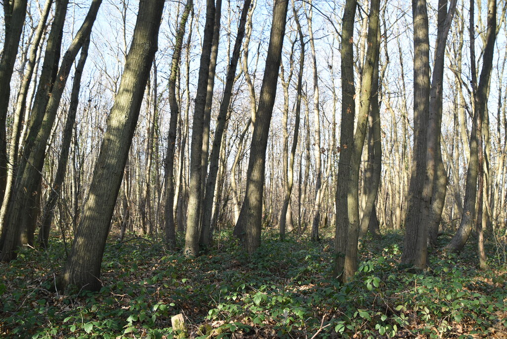 Horton Wood © N Chadwick :: Geograph Britain and Ireland