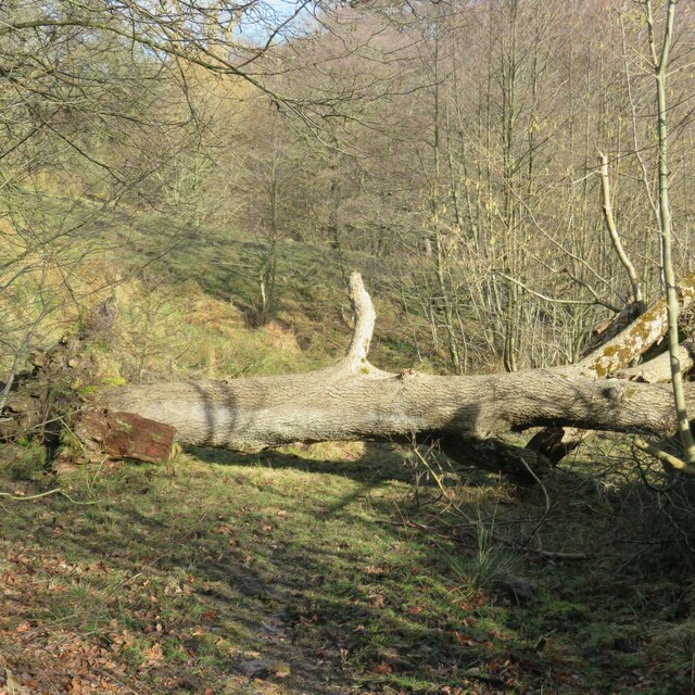 A fallen tree blocks the way