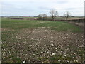 Chalky field near Gritts Farm