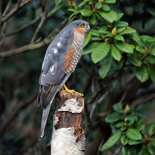 A male sparrowhawk (Accipiter nisus) © Walter Baxter :: Geograph ...