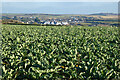 Farmland, Perranzabuloe