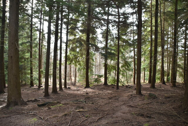 Forge Wood © N Chadwick cc-by-sa/2.0 :: Geograph Britain and Ireland