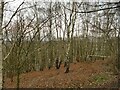 SE2927 : Birches in Sissons Wood by Stephen Craven