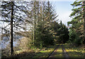 Forestry road above Fearnan