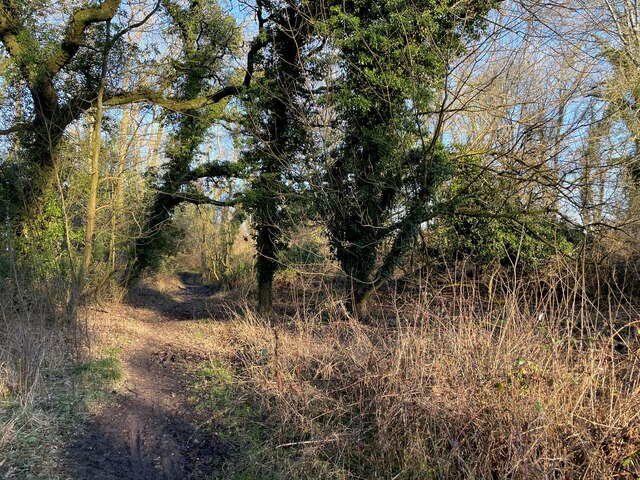 Woodland off Stratton Lane © Fernweh :: Geograph Britain and Ireland