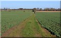 Grassy Track heading North off the B1222