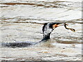 SJ4065 : Cormorant catching a lamprey at Chester #1 by John S Turner