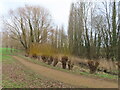 TQ0577 : Willows on Harmondsworth Moor by David Hawgood