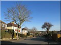 TQ2959 : Winter trees on Woodmansterne Road, Coulsdon by Malc McDonald