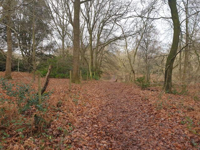 Bowdown Woods wildlife walk © Oscar Taylor :: Geograph Britain and Ireland