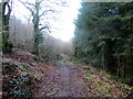 Llwybr Gelliwen / Gelliwen path