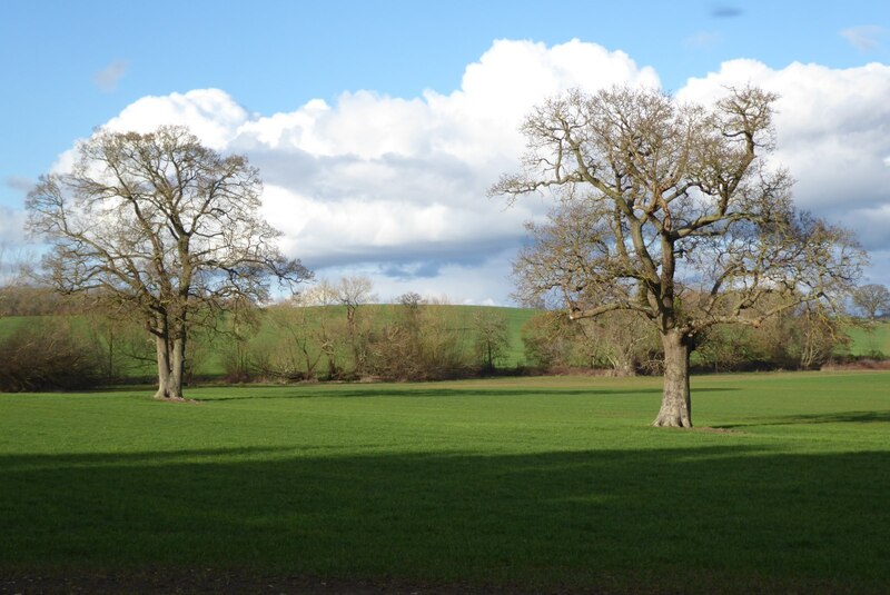 Trees in farmland © Philip Halling cc-by-sa/2.0 :: Geograph Britain and ...