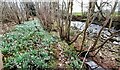 Snowdrops and woodland on west bank of River Gelt