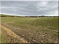 SU5846 : Farmland west of Dummer by Mr Ignavy