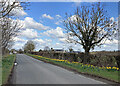 Foxton: roadside daffodils