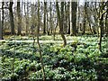 TA2069 : Snowdrops, Sewerby Park woodland by JThomas