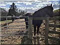 Horses in a paddock