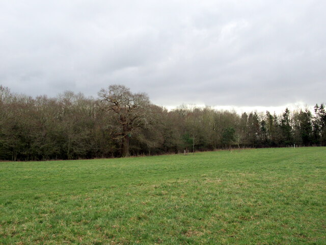 Woods on the edge of Croome Court park