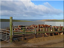 NW9667 : Cattle feed lot near Castle Ban by M J Richardson