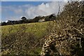 Botrea from the footpath