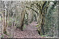 Woodland footpath