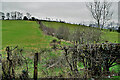 Hedge between fields, Garvallagh