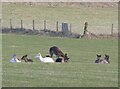 Fallow Deer