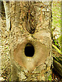 Tree trunk, Cromarty Woodlands