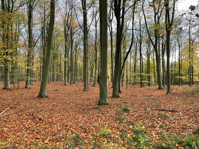 Looking into Blackwood Forest © Fernweh :: Geograph Britain and Ireland