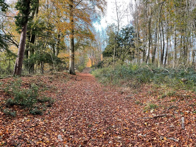 Restricted byway - Blackwood Forest © Mr Ignavy :: Geograph Britain and ...