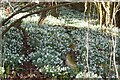 Snowdrops in a wood